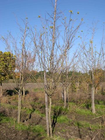 Crataegus laevigata 'Paul's Scarlet'